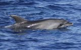 Ocean Fauna – bottlenose dolphin