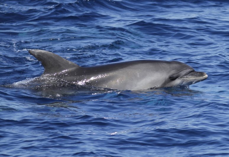 Ocean Fauna – bottlenose dolphin