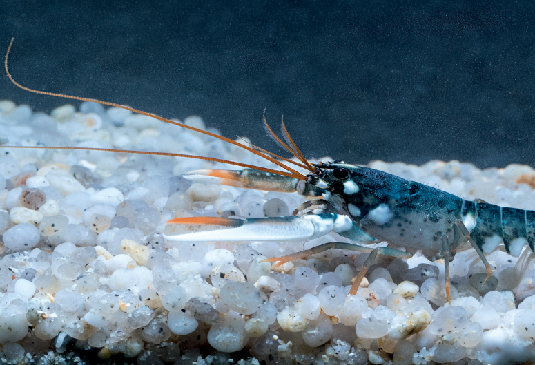marinarium Concarneau – Aquarium de Concarneau à Pont-Aven