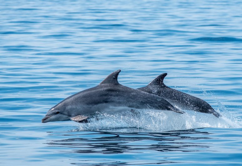 Ocean Fauna – bottlenose dolphin