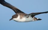 Oceaanfauna - Grote Pijlstormvogel tijdens de vlucht