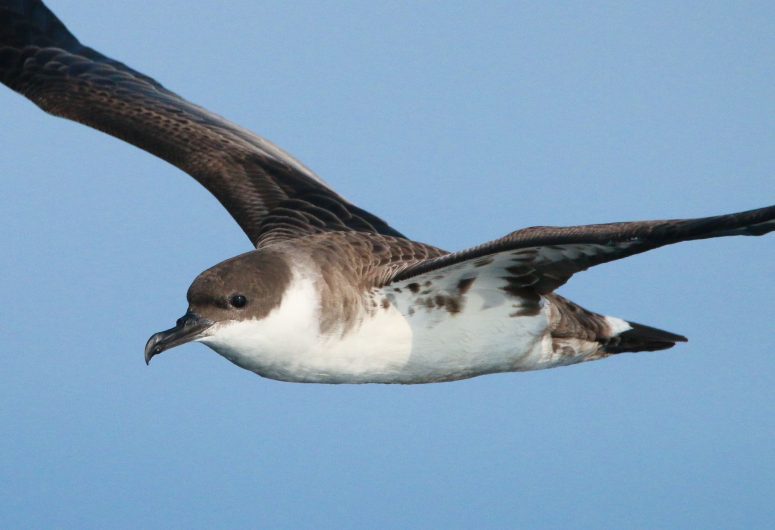 Ocean Fauna – Greater Shearwater in flight