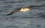 Fauna Ocean – shearwater-major-