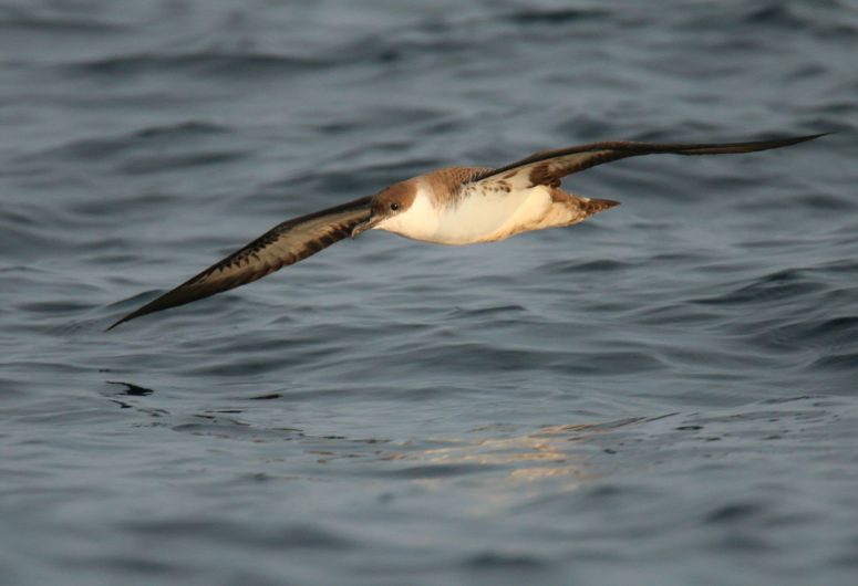 Faune Océan – puffin-majeur-