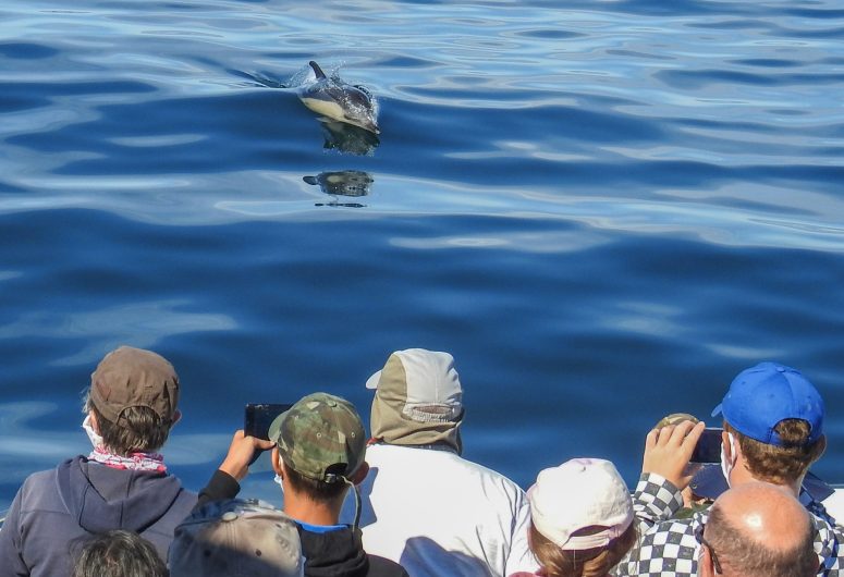 Wildlife Ocean