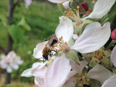 Ausflug in die Natur – Die Obstgärten von Kermao