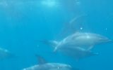 Cadou crossing – dolphins