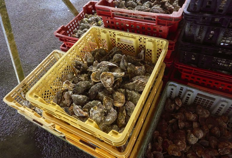 Oesters – Viviers de La Forêt